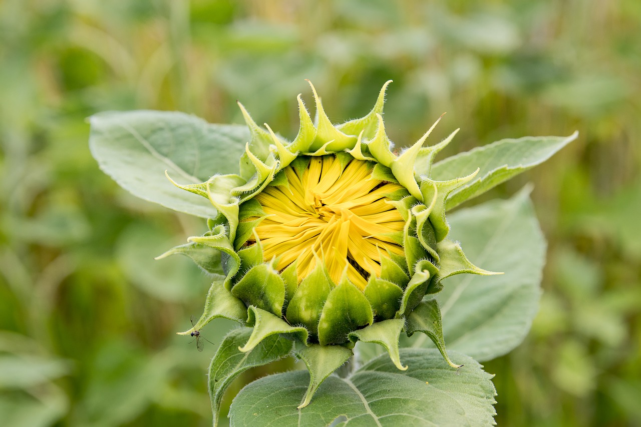 sunflower  bud  summer free photo