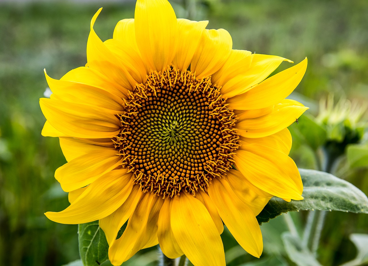 sunflower  plant  blossom free photo