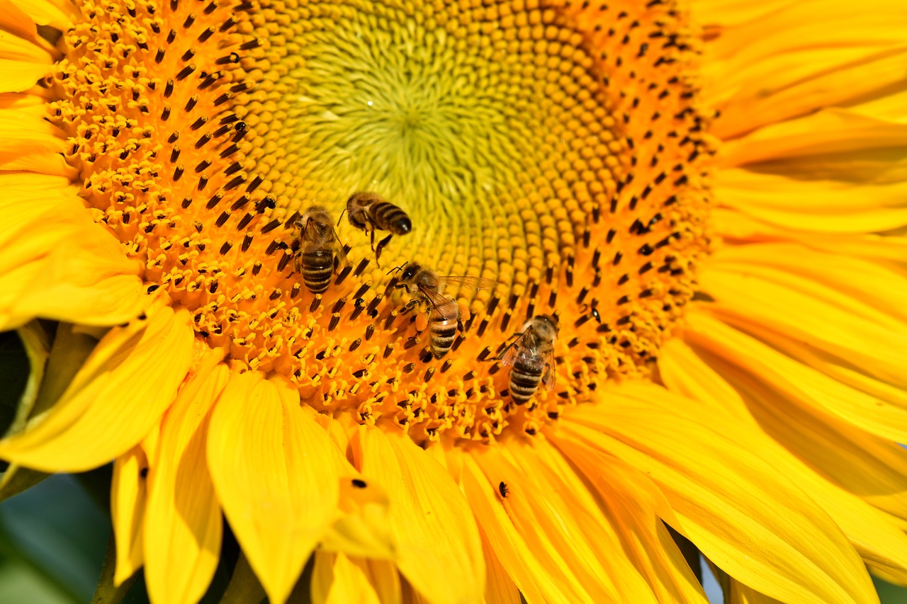 sunflower  flower  bees free photo