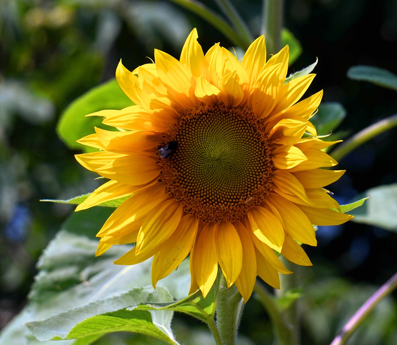 sunflower  blossom  bloom free photo