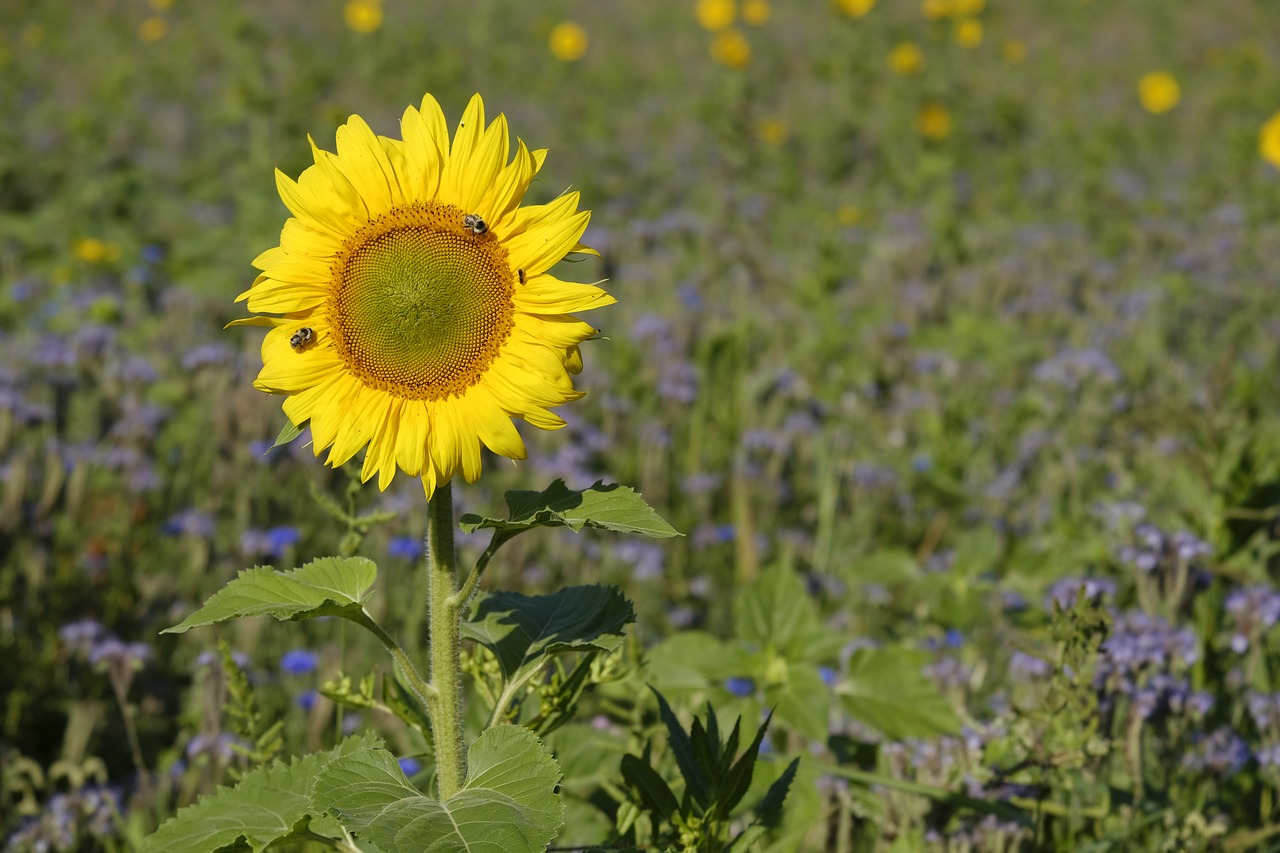 sunflower  phacelia  bees free photo