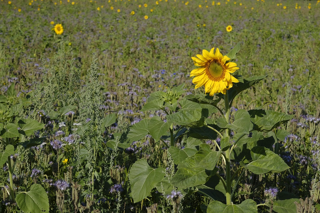 sunflower  phacelia  bees free photo