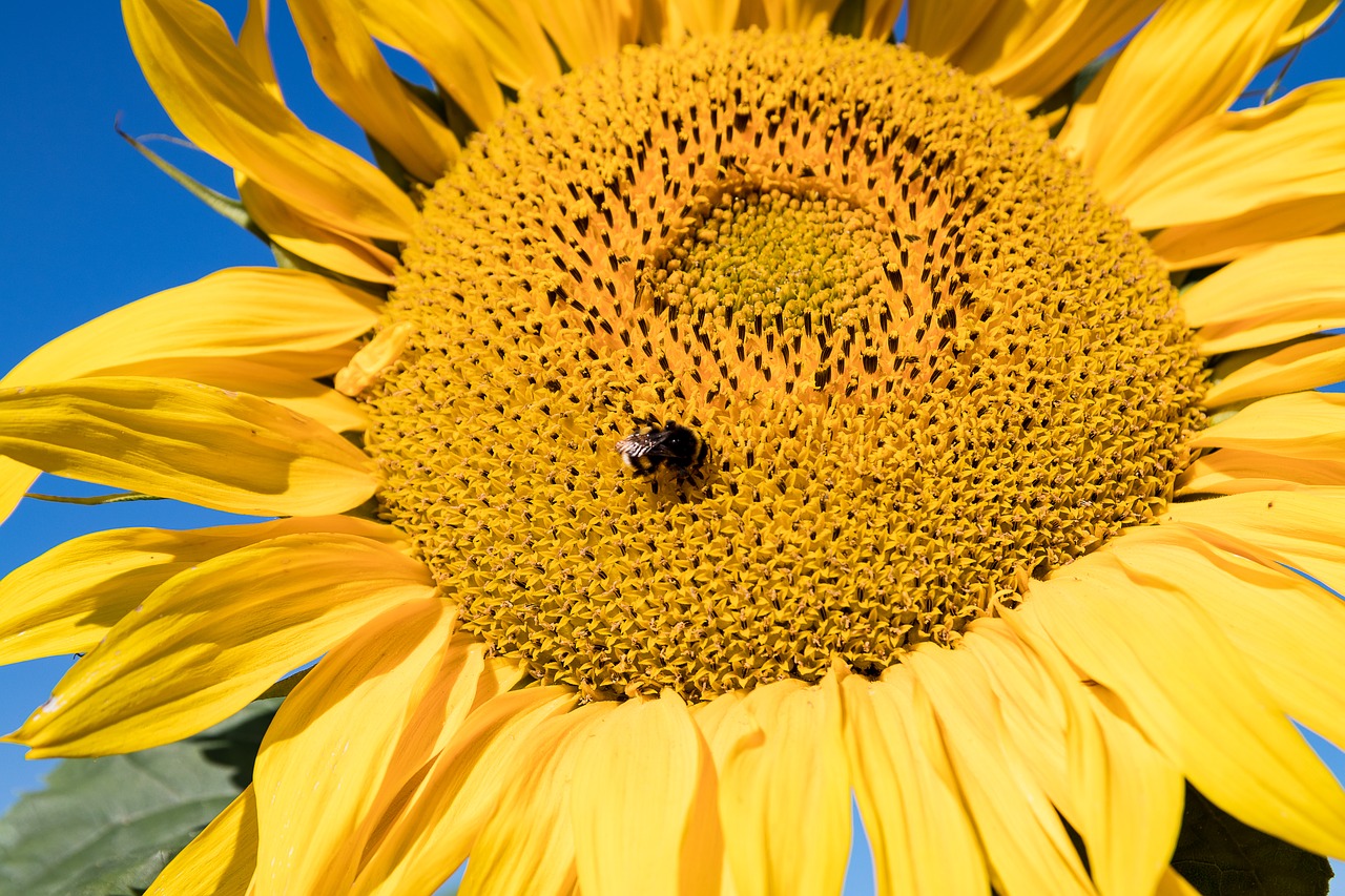 sunflower  flower  plant free photo