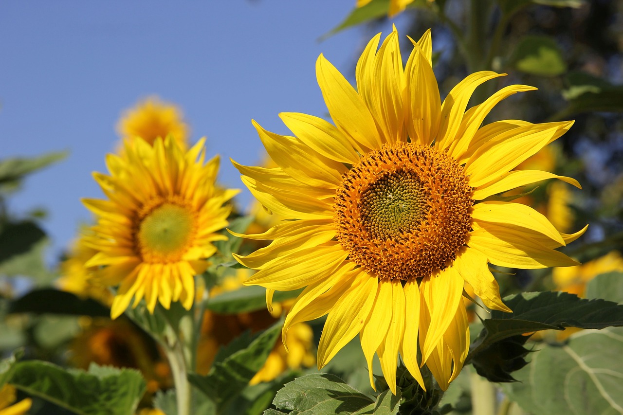 sunflower  sunny  bright free photo