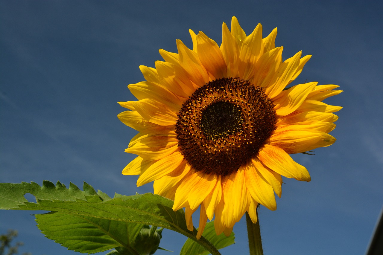 sunflower  yellow  blue sky free photo