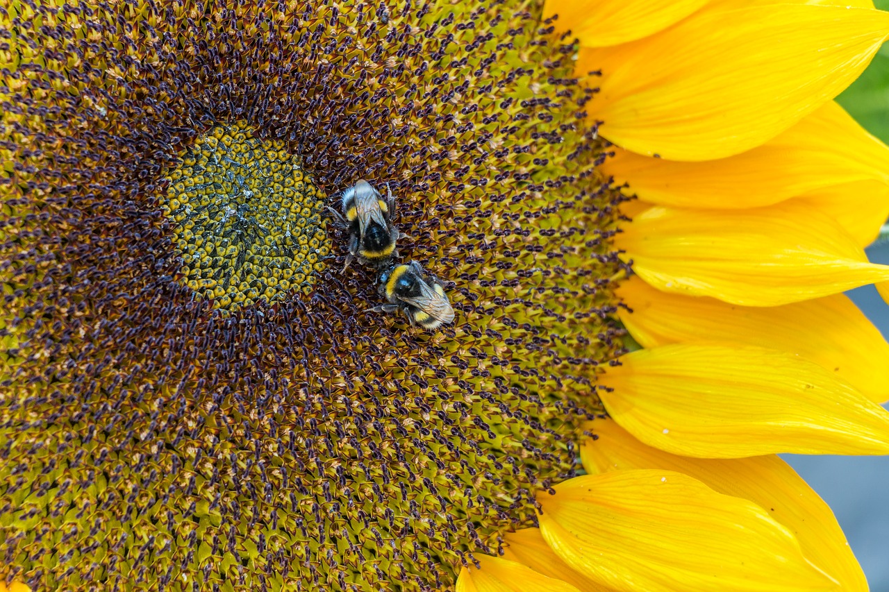 sunflower  hummel  blossom free photo