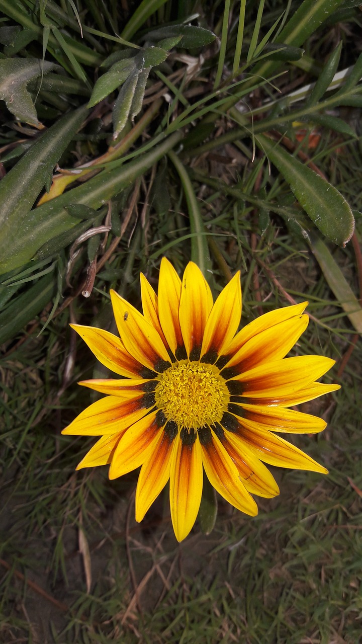 sun flower  nature  flower free photo