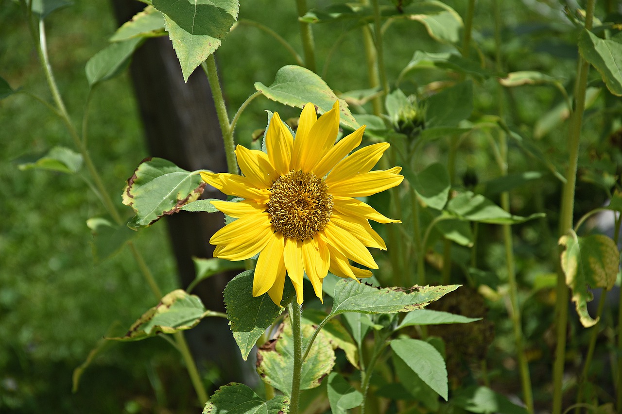 sunflower  yellow  flower free photo