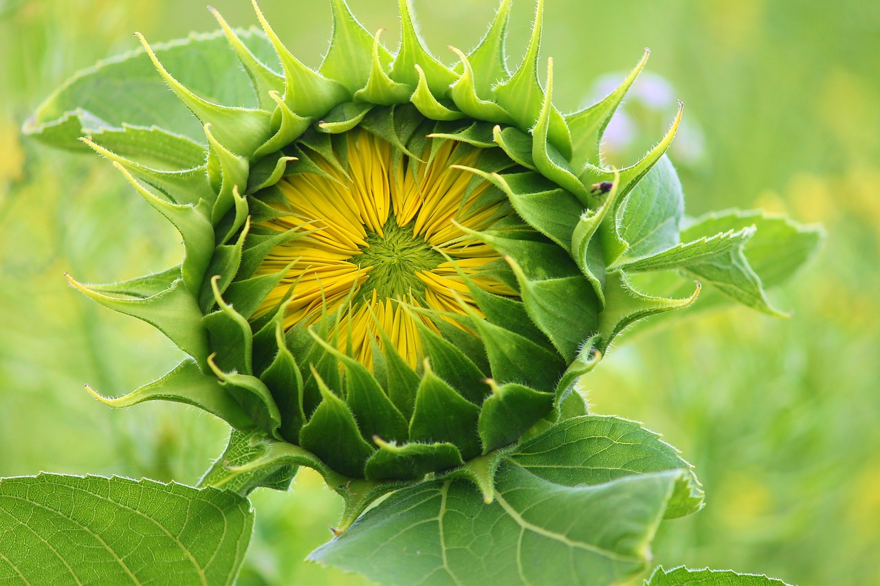 sunflower  bud  blossom free photo