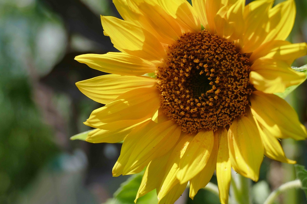 sunflower  yellow  flower free photo