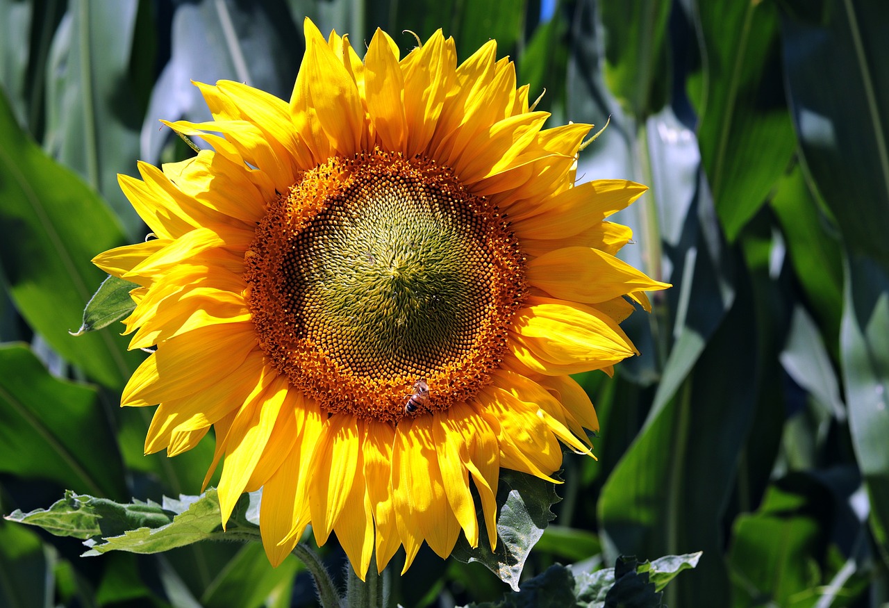 sunflower  flower  blossom free photo