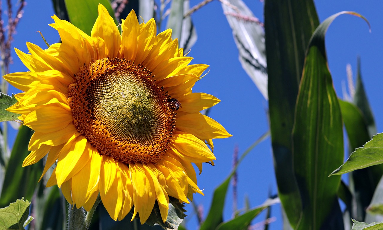 sunflower  field  nature free photo