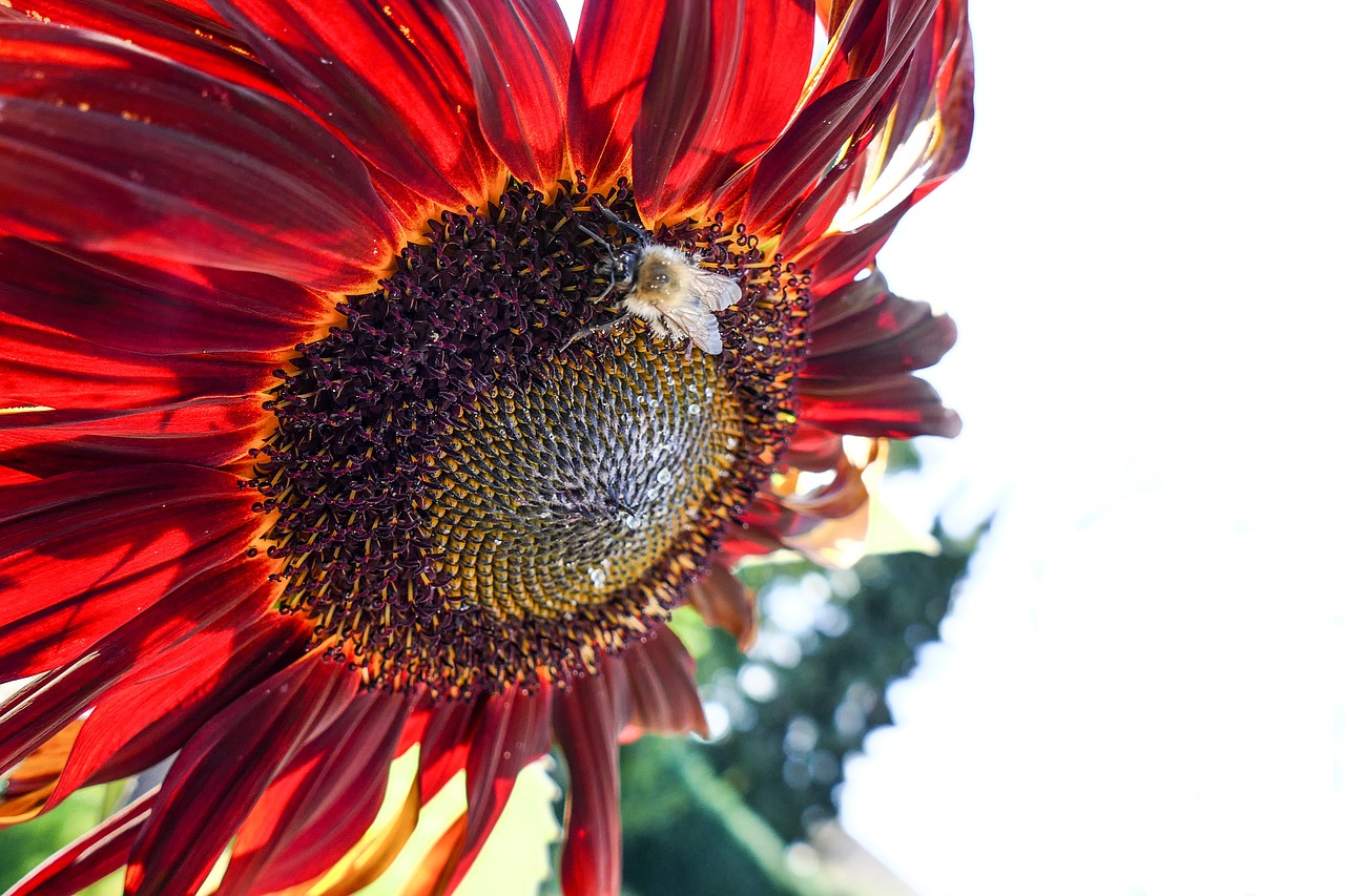 sunflower  pollination  blossom free photo