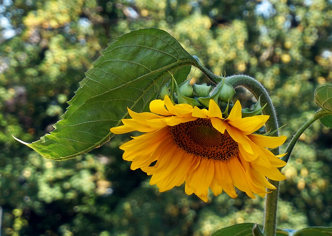 sunflower  blossom  bloom free photo