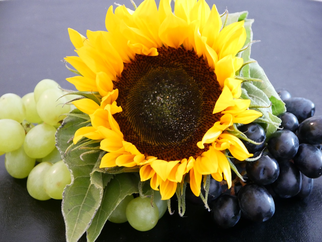 sunflower  grapes  autumn free photo