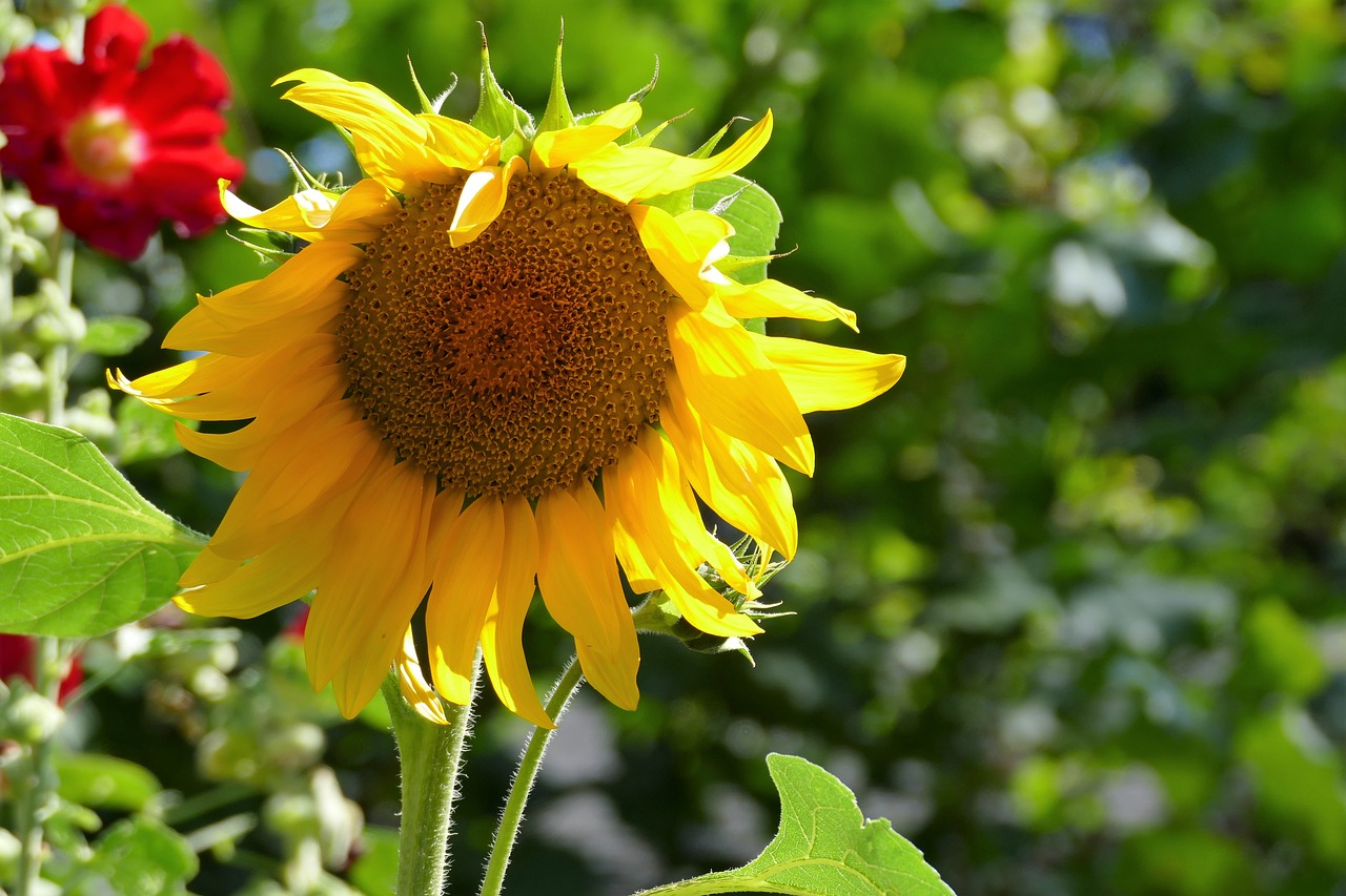 sunflower  summer  nature free photo