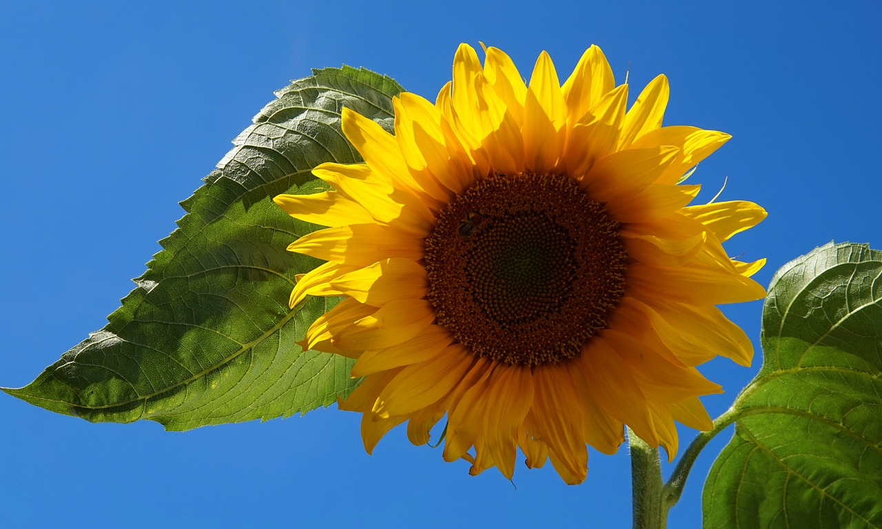 sunflower  blossom  bloom free photo