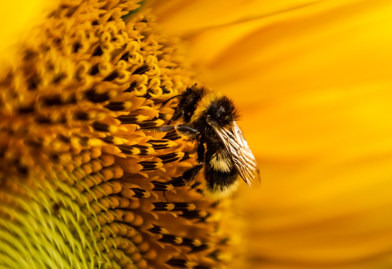 sunflower  hummel  sprinkle free photo