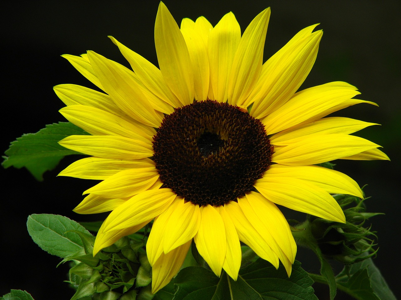 sun flower blossom bloom free photo