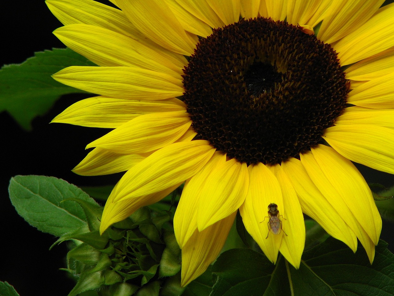 sun flower yellow flower free photo