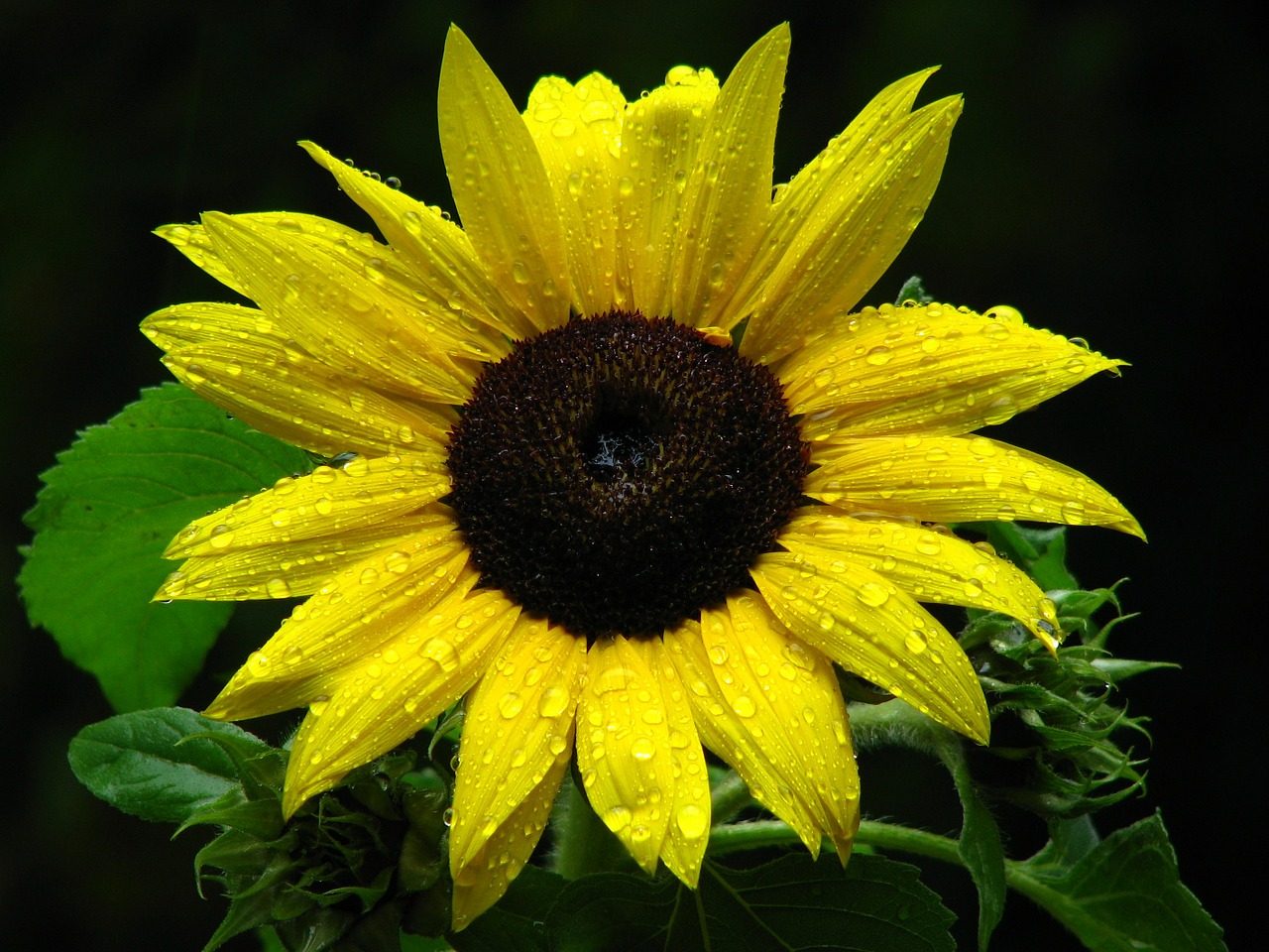 sun flower drop of water blossom free photo