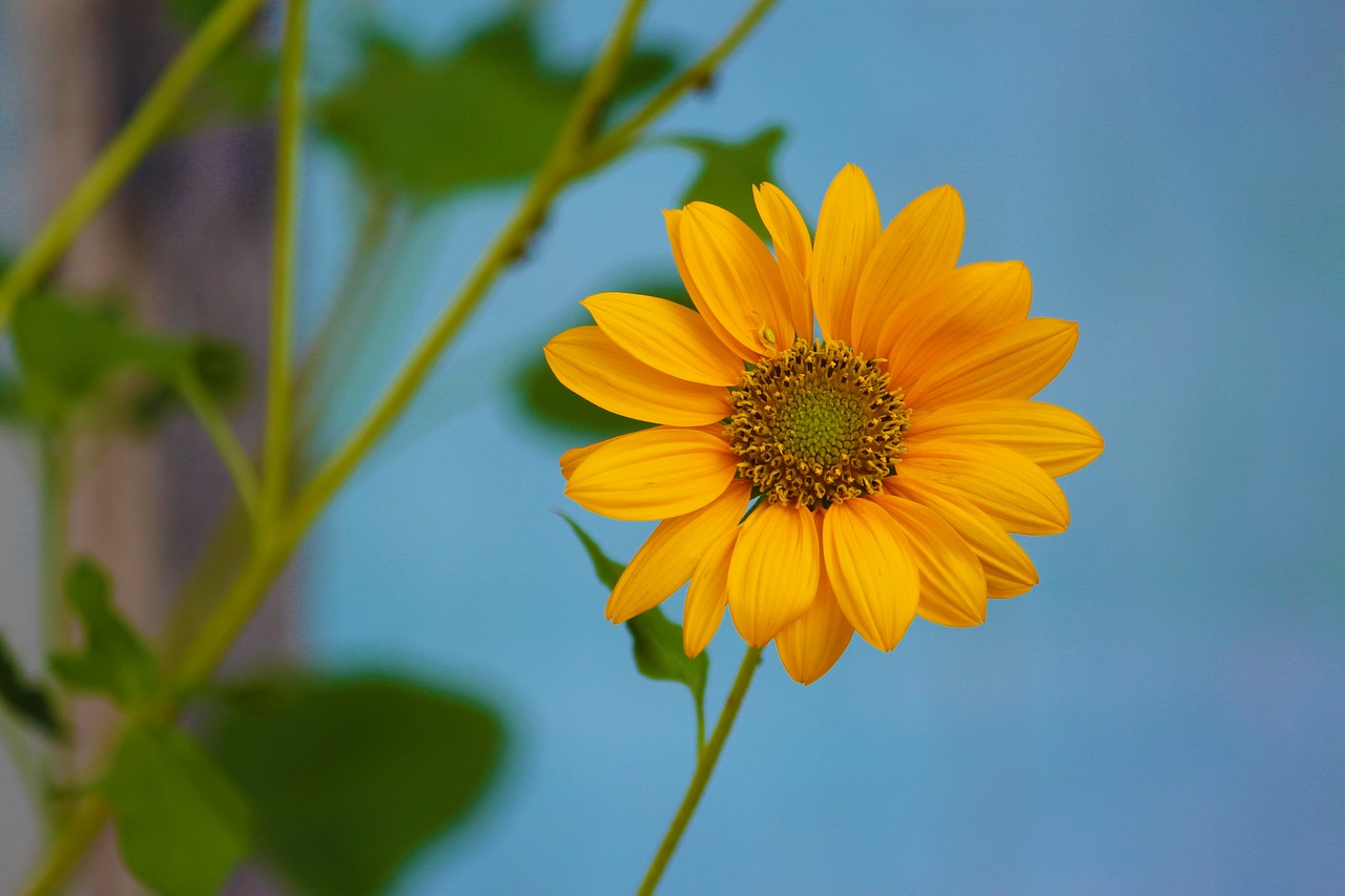 sun flower  yellow flower  bloom free photo