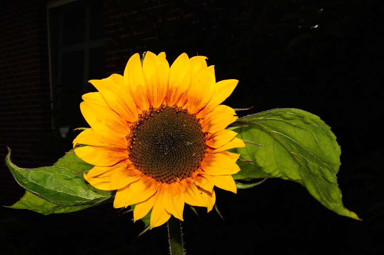 sun flower blossom bloom free photo