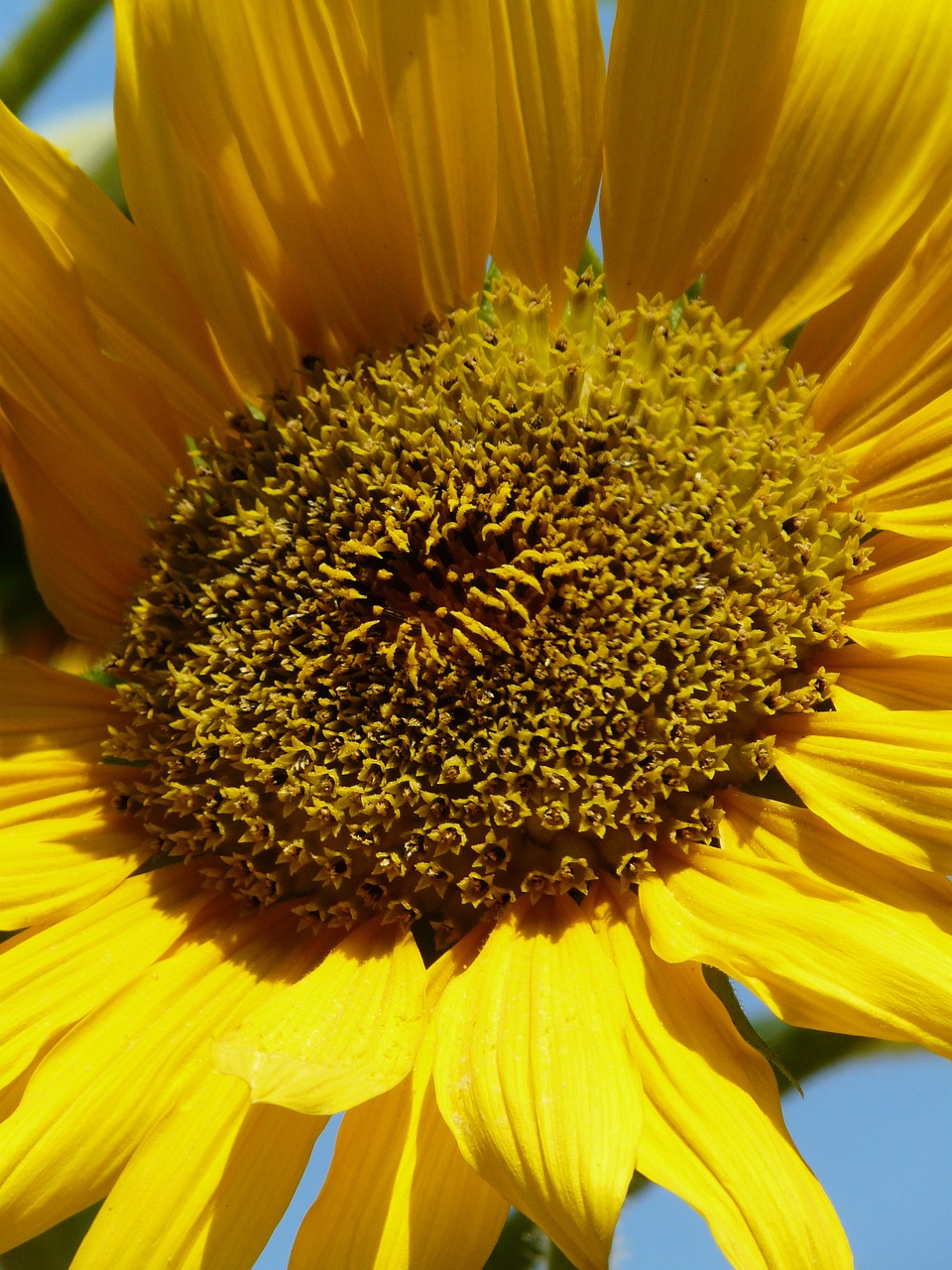 sun flower summer bloom free photo