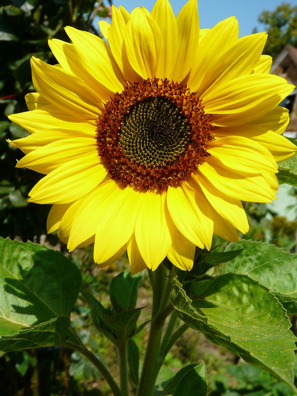 sun flower summer yellow free photo