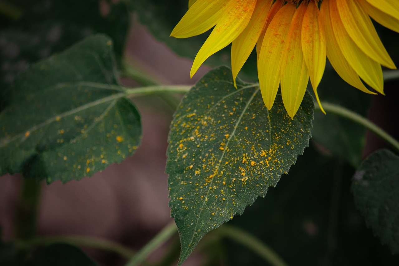 sun flower  flowers  yellow flowers free photo