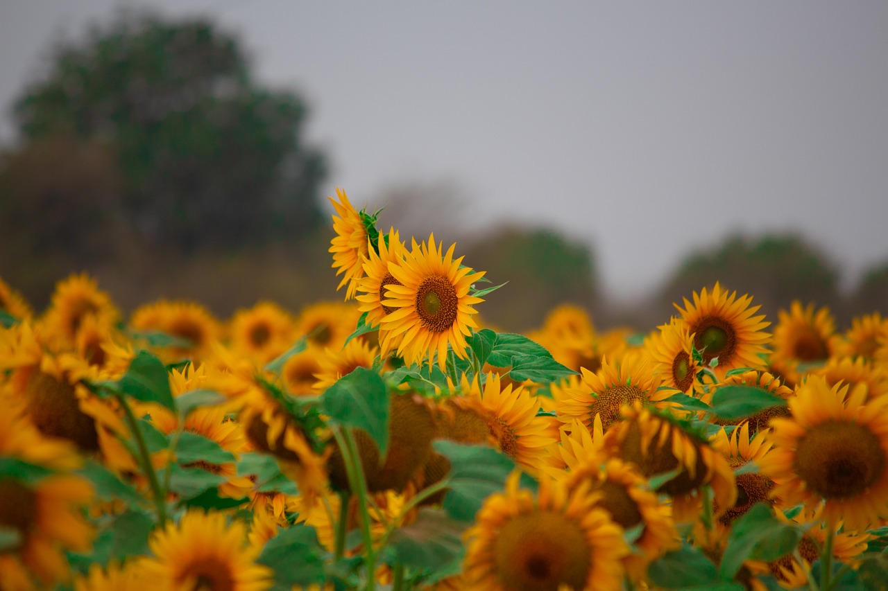 sun flower  flowers  yellow flowers free photo