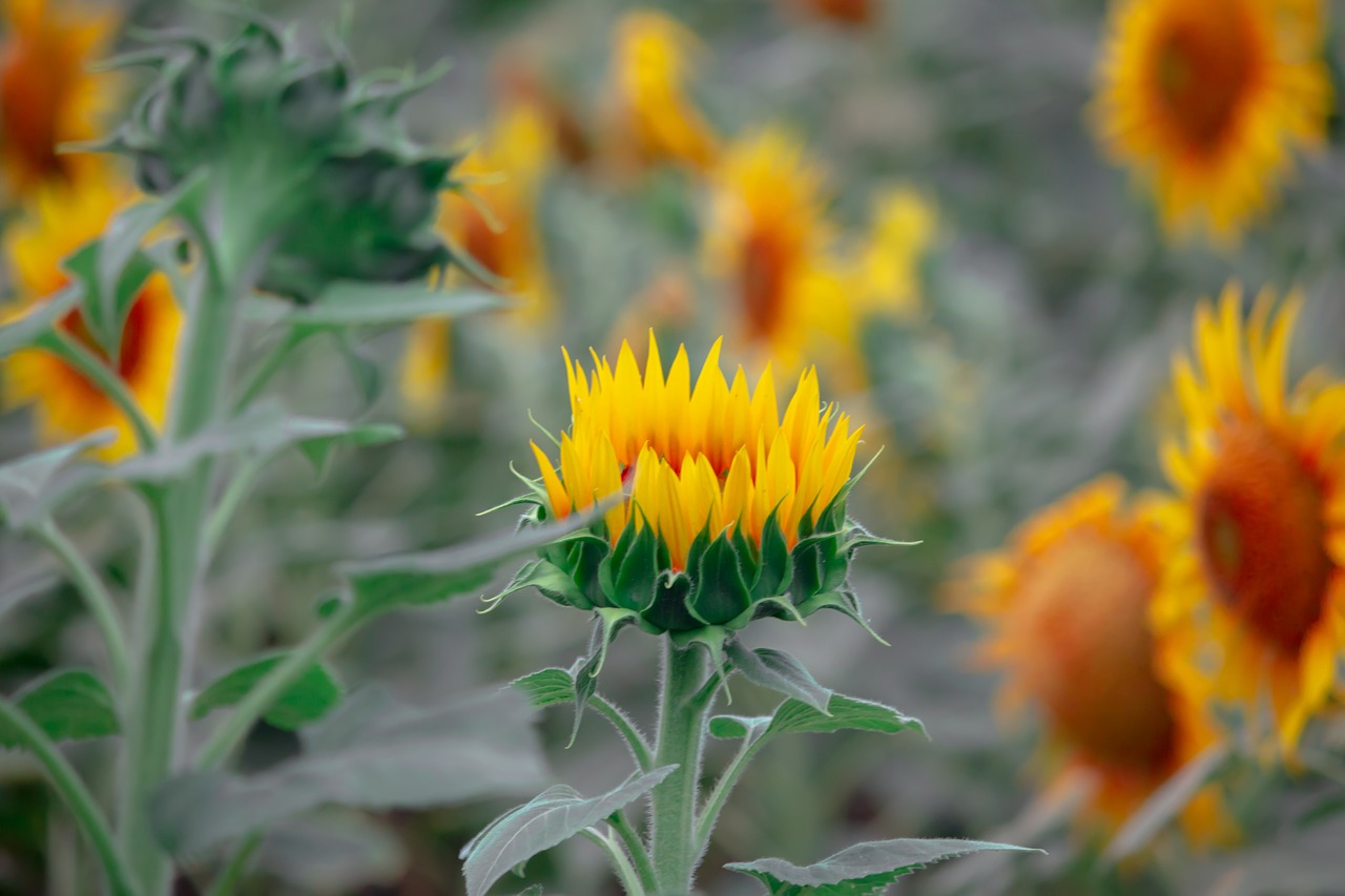 sun flower  flowers  yellow flowers free photo