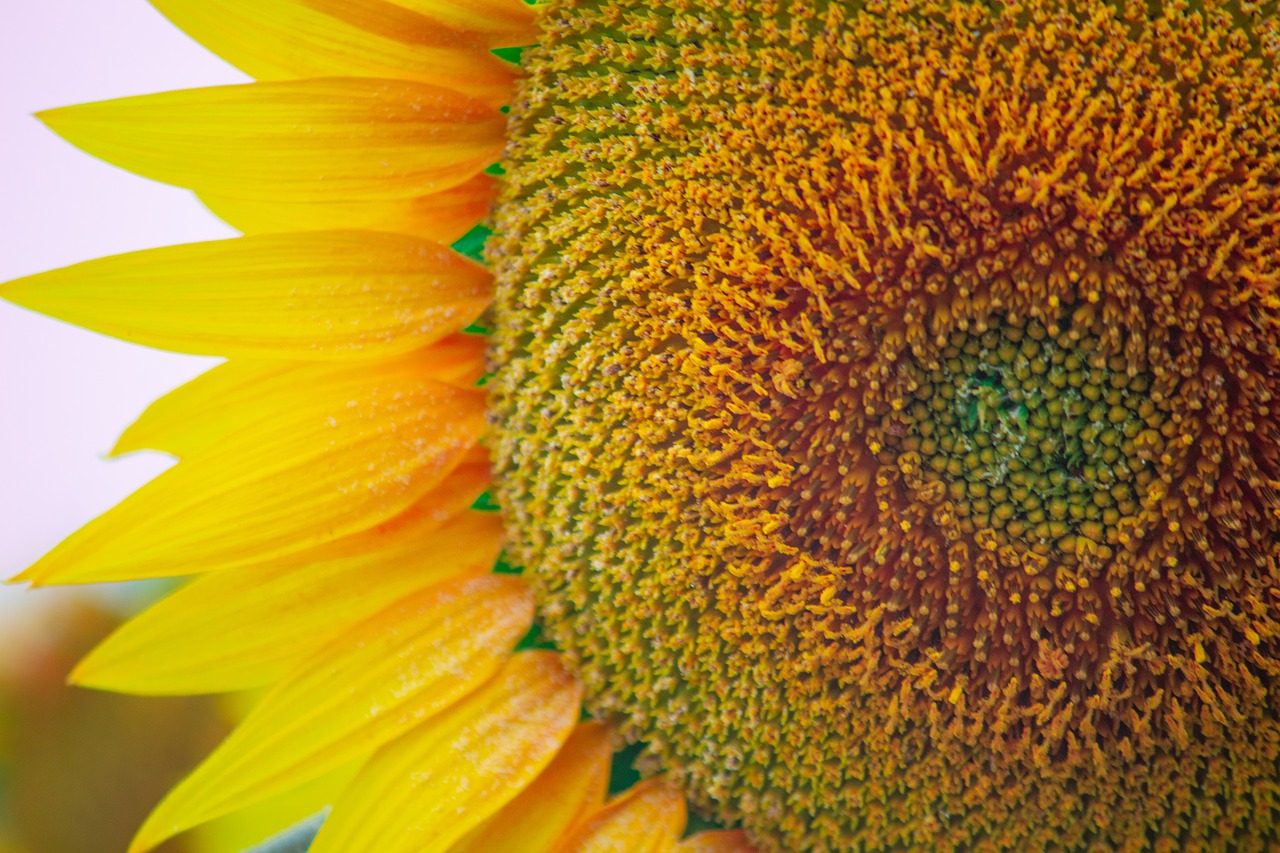 sun flower  flowers  yellow flowers free photo