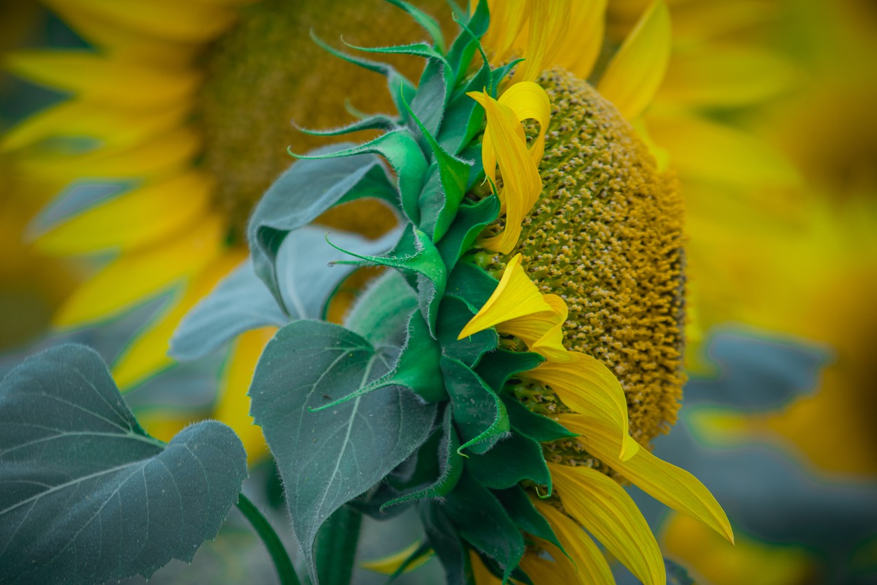 sun flower  flowers  yellow flowers free photo