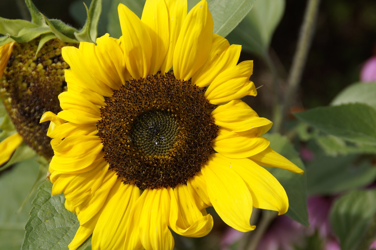 sun flower blossom bloom free photo