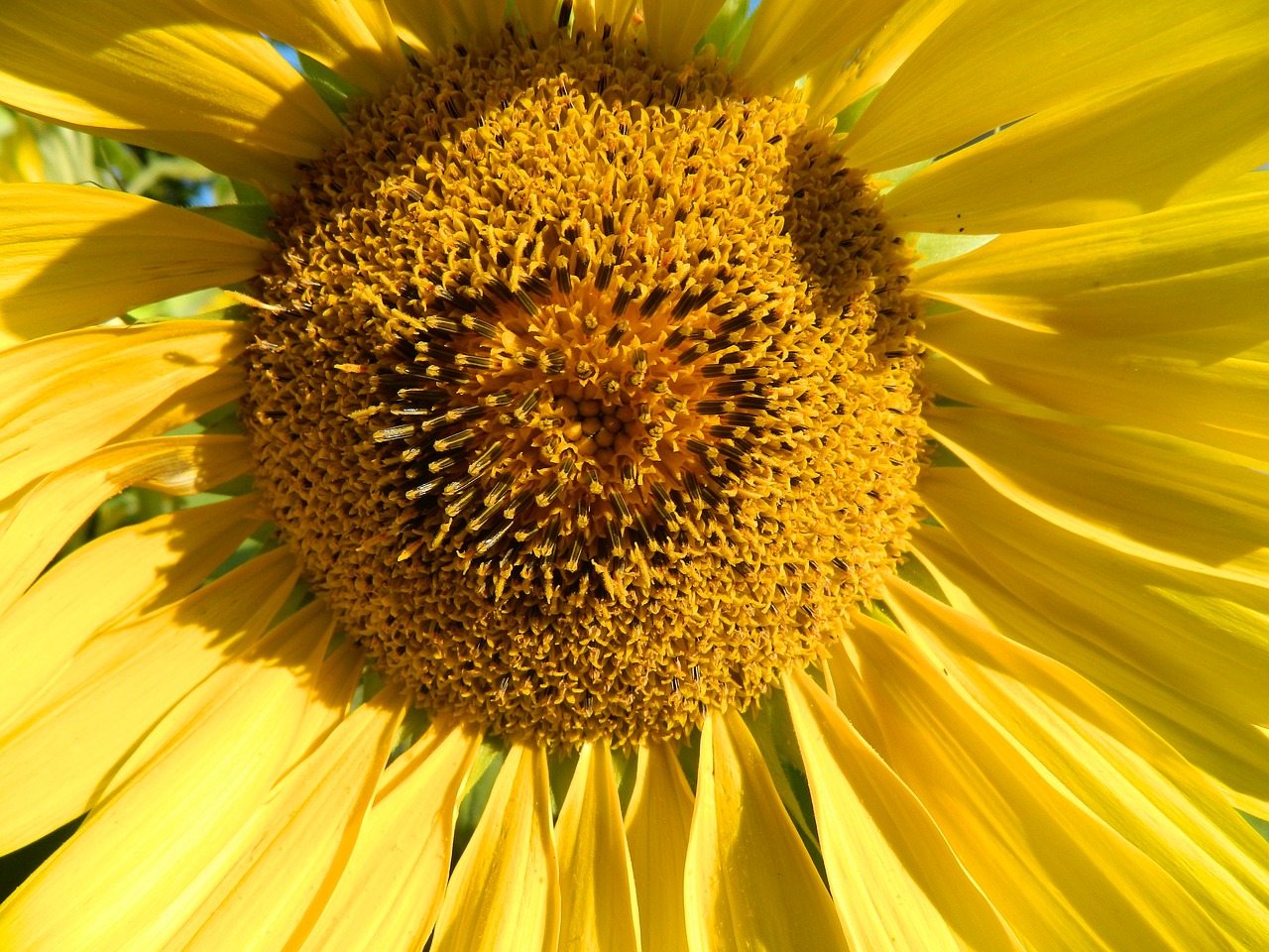 sun flower  yellow  close up free photo