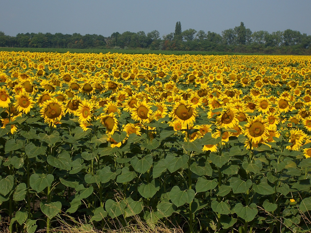 sun flower field yellow free photo