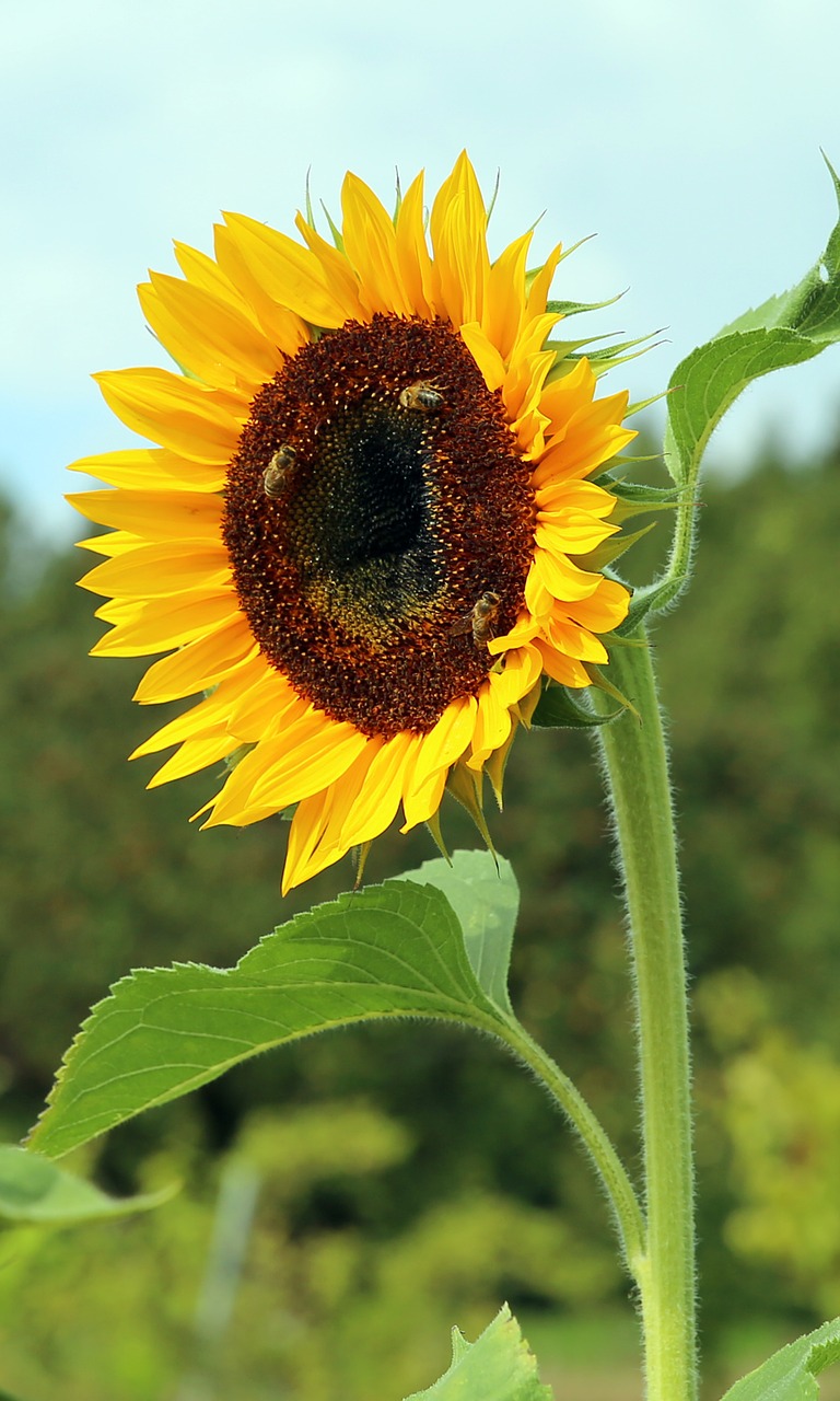 sun flower blossom bloom free photo