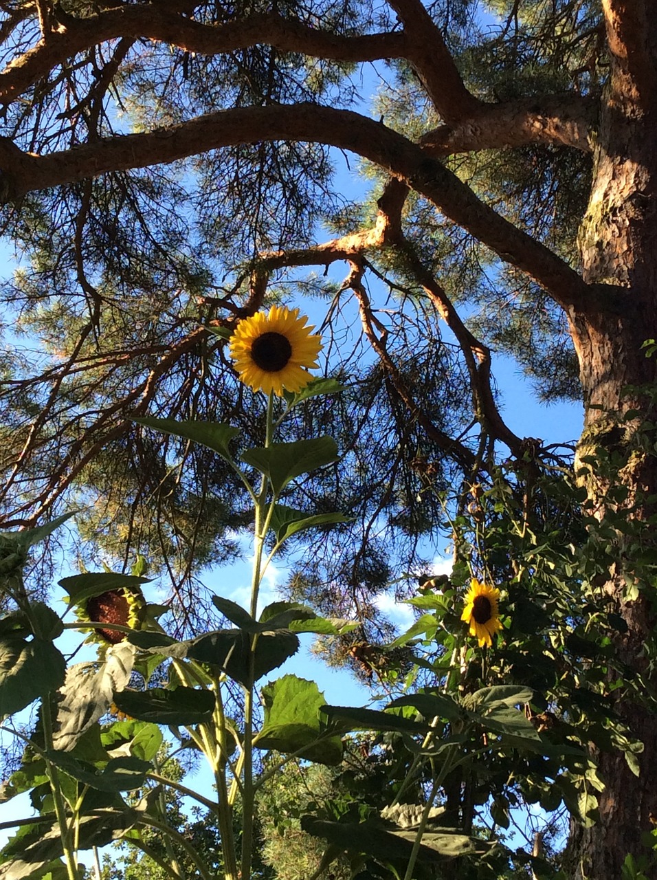 sun flower flower plant free photo