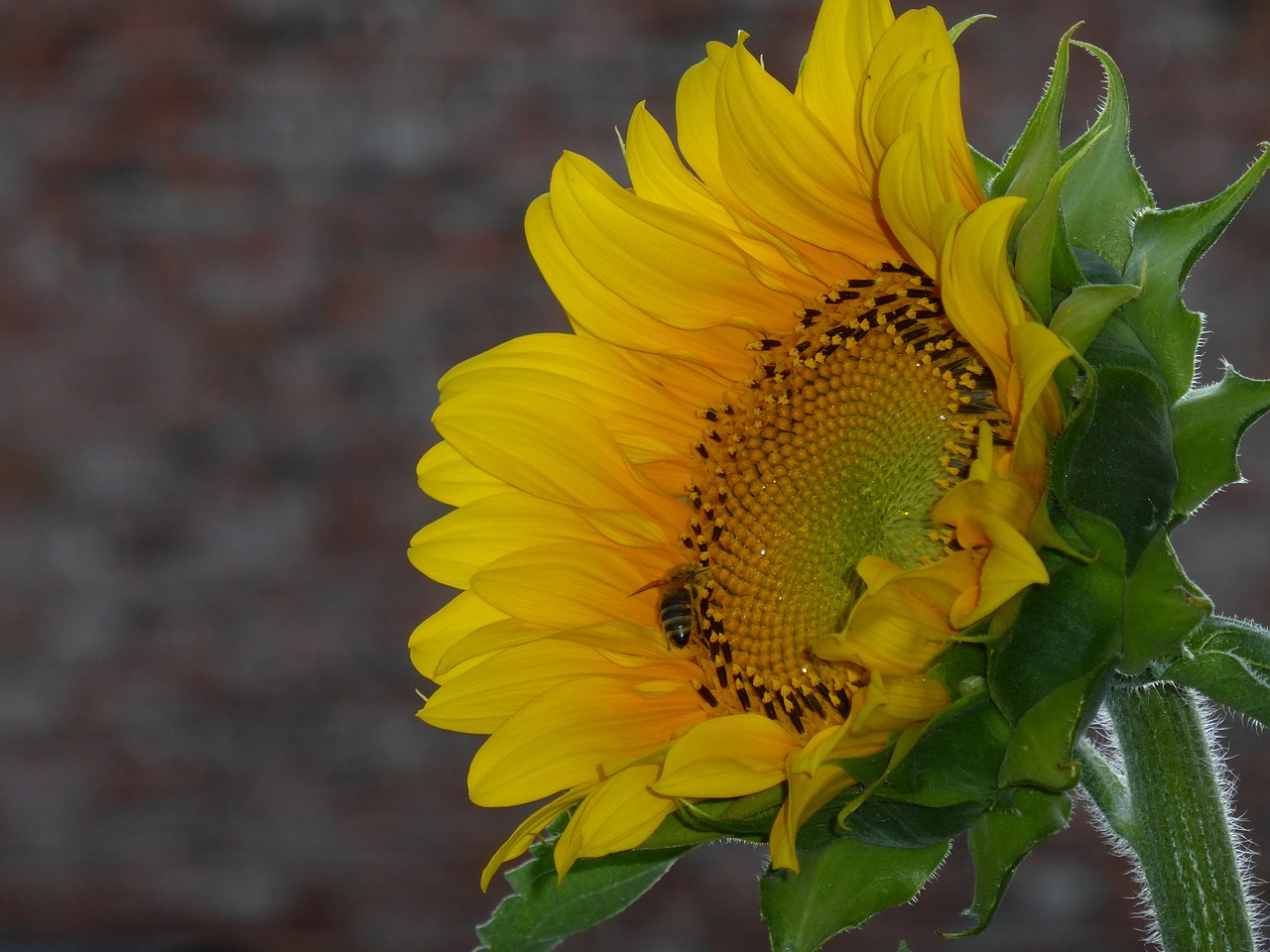 sun flower yellow blossom free photo