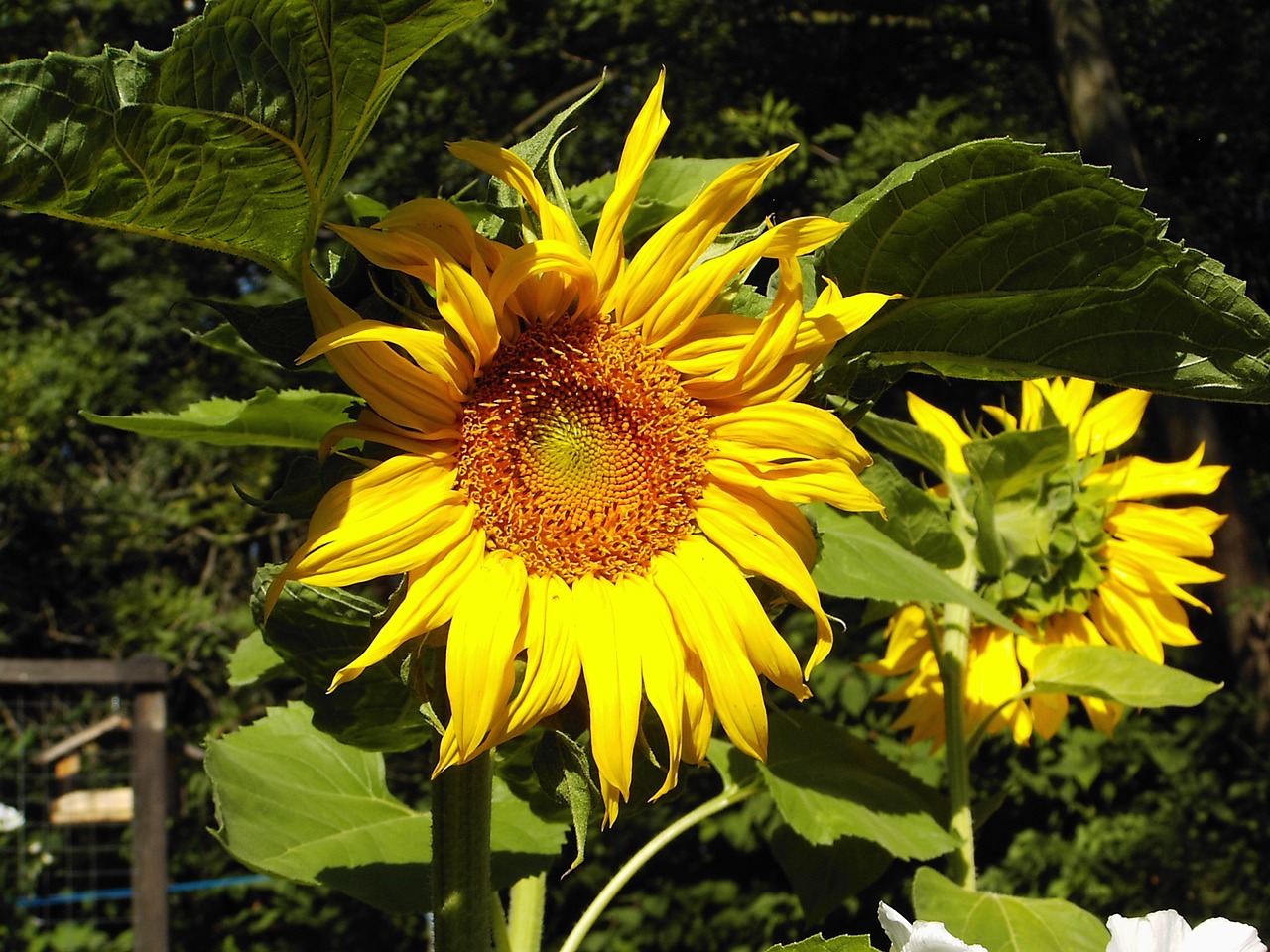 sun flower garden summer free photo