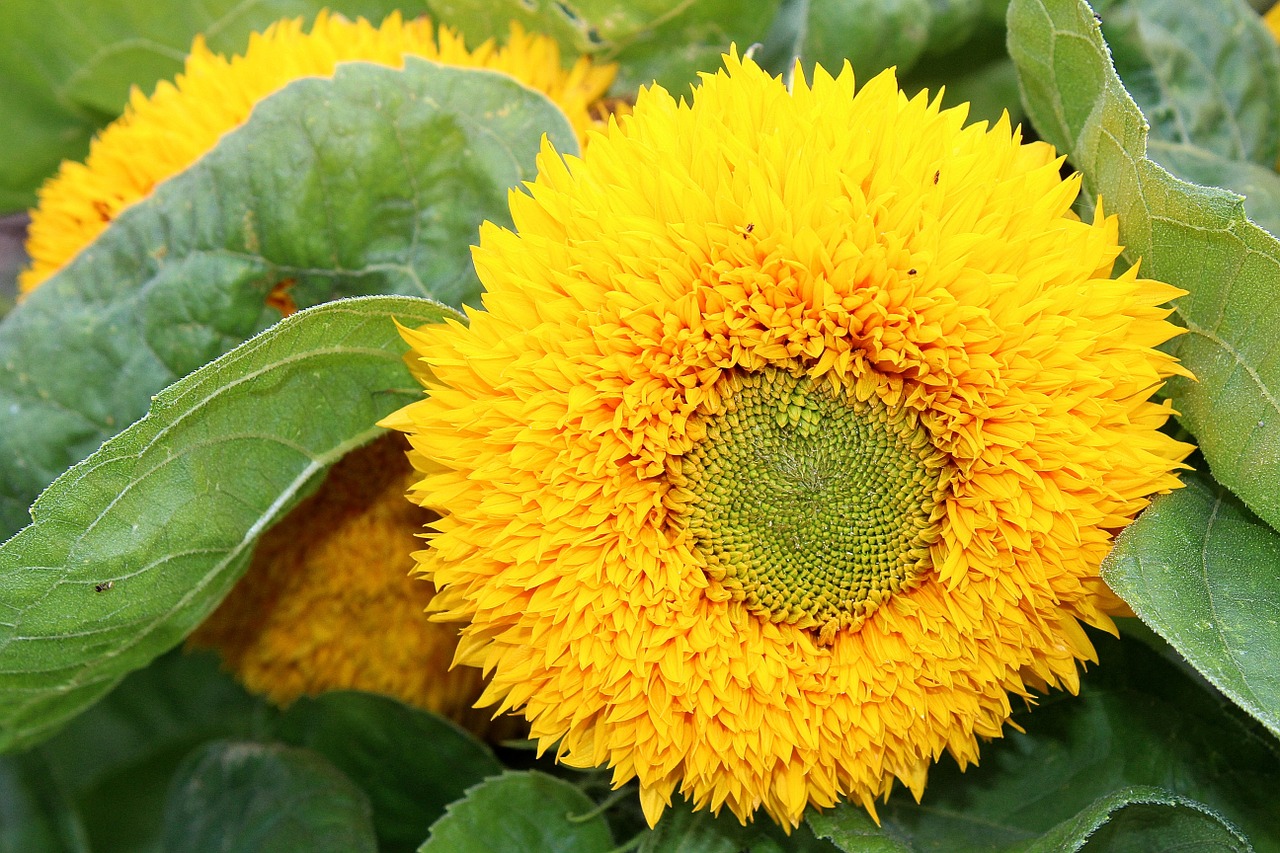 sun flower helianthus annuus composites free photo