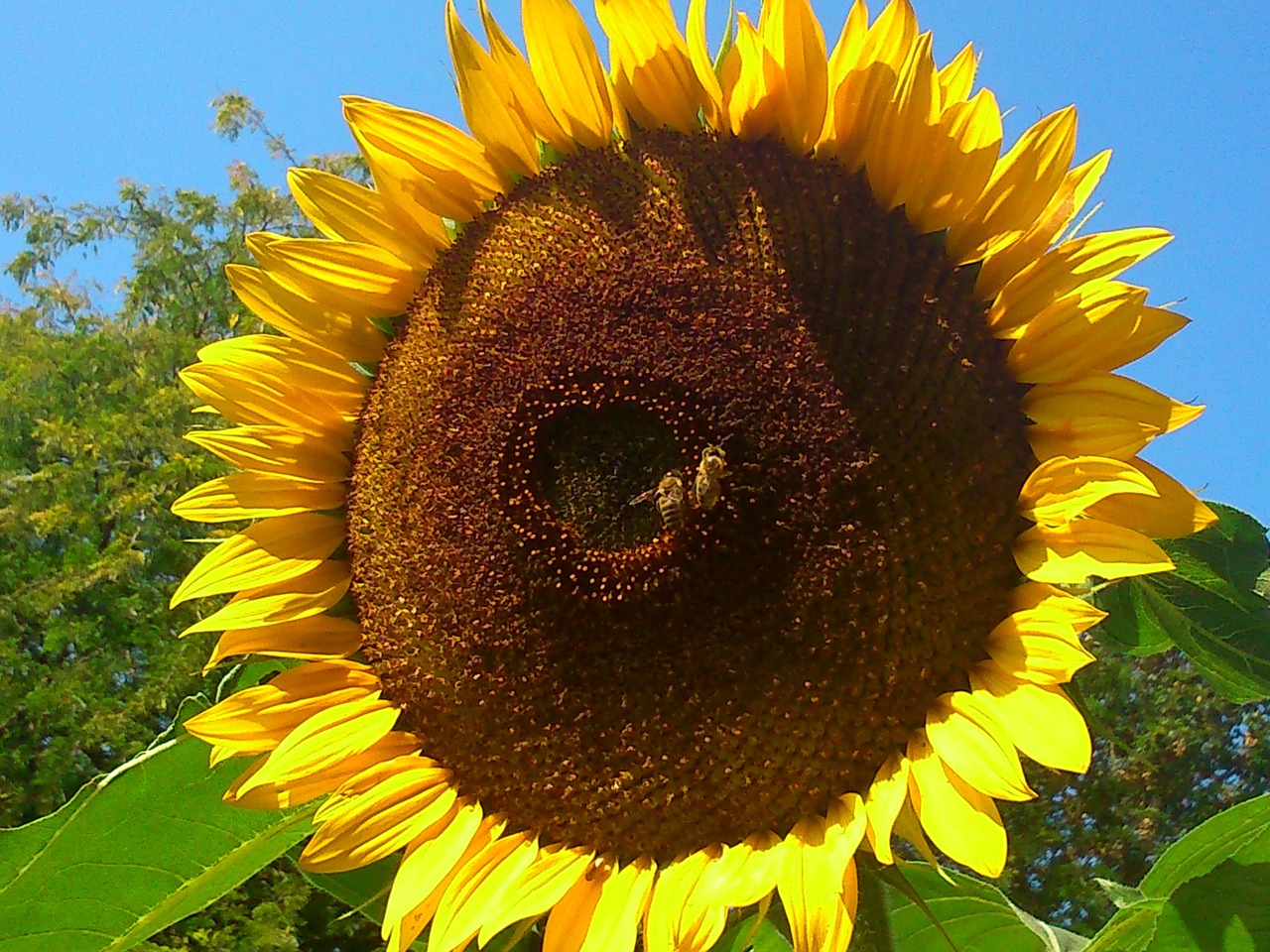 sun flower summer plant free photo