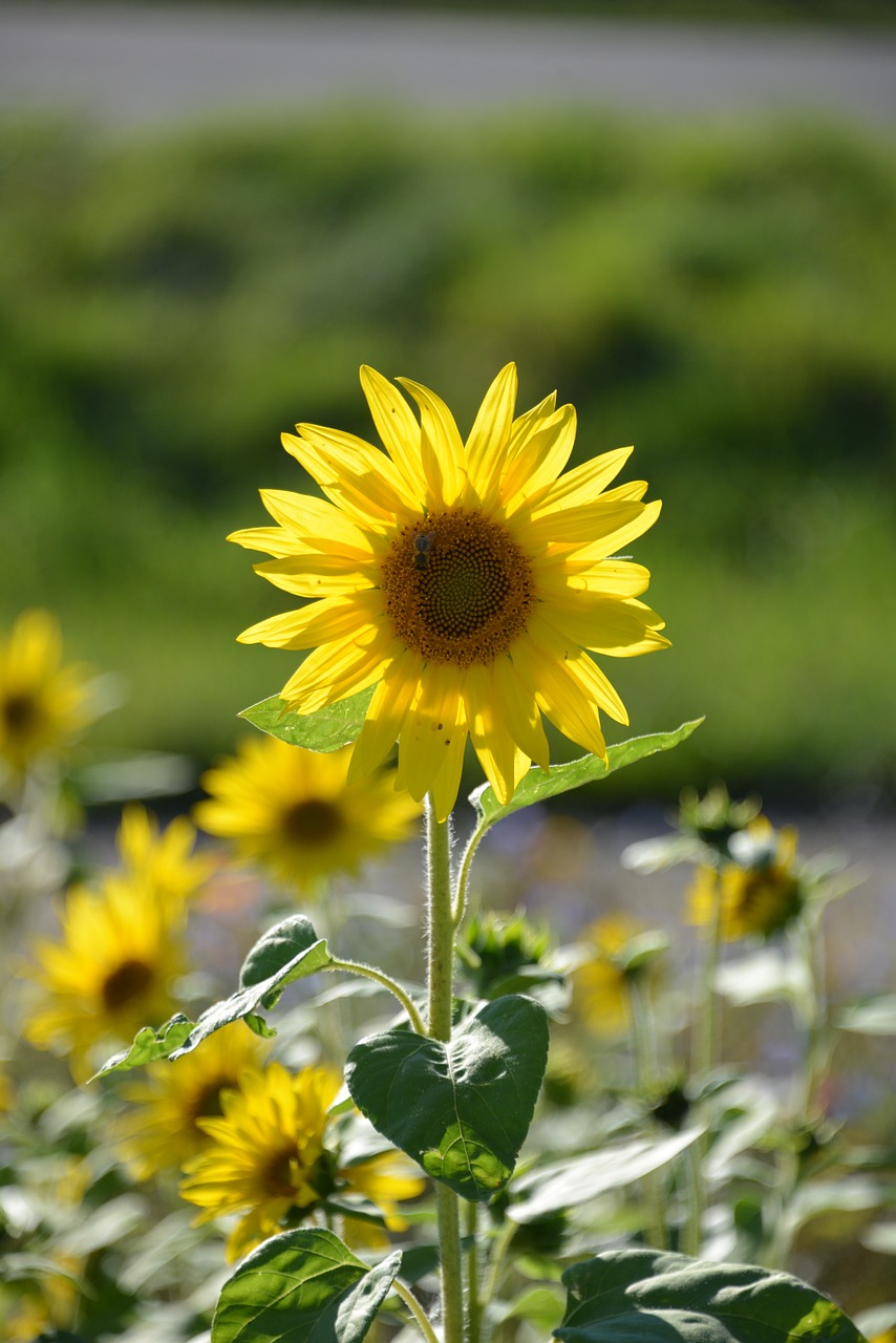 sun flower flowers summer free photo