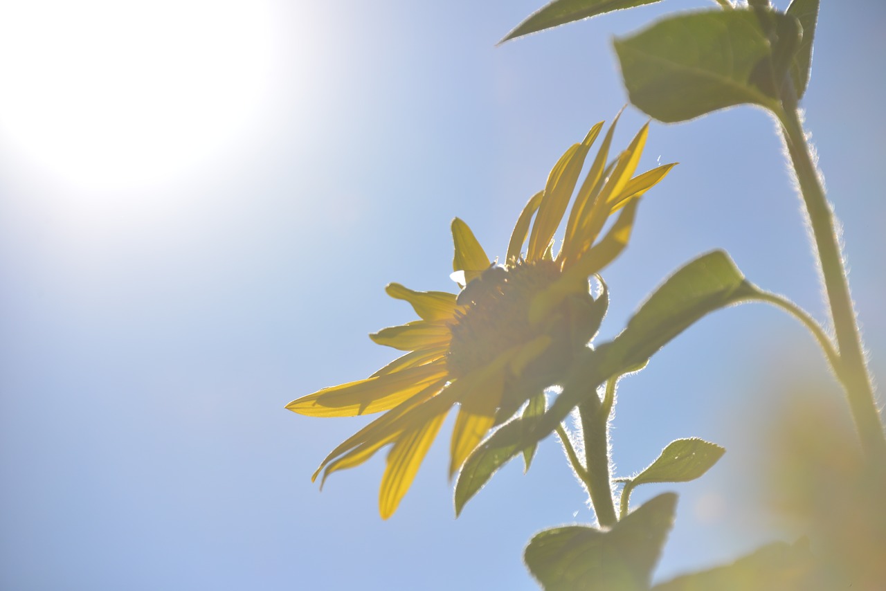 sun flower flowers summer free photo