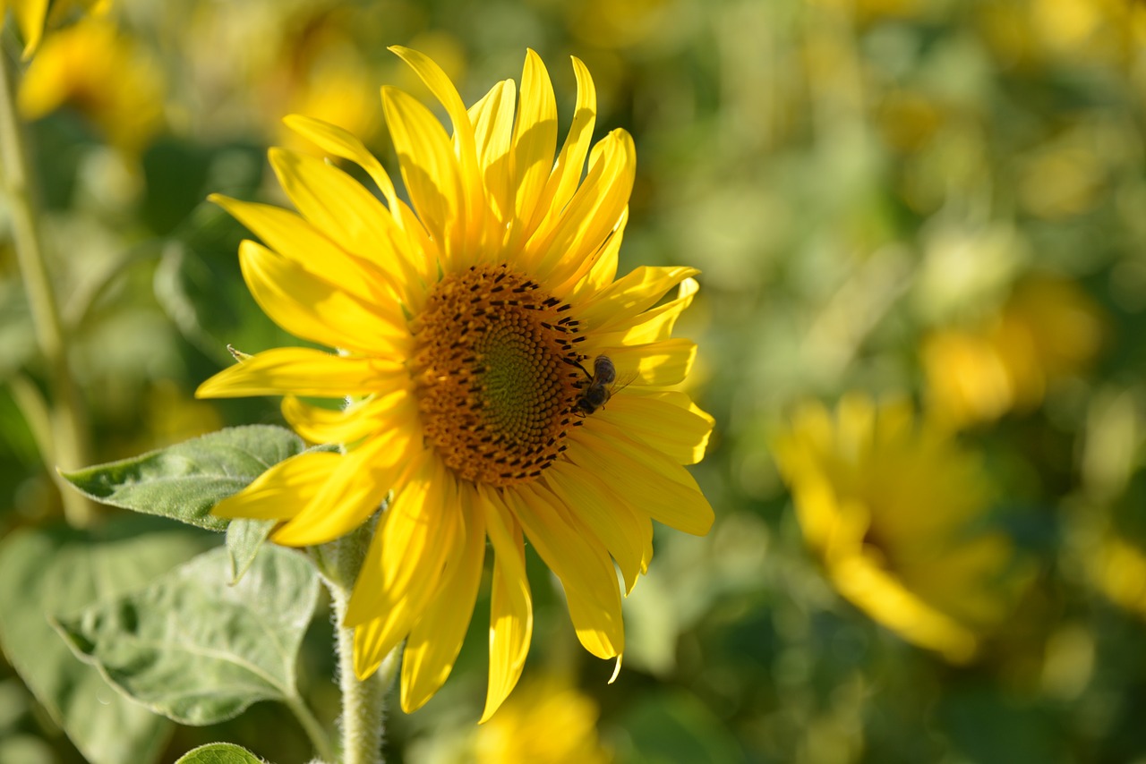 sun flower nature summer free photo