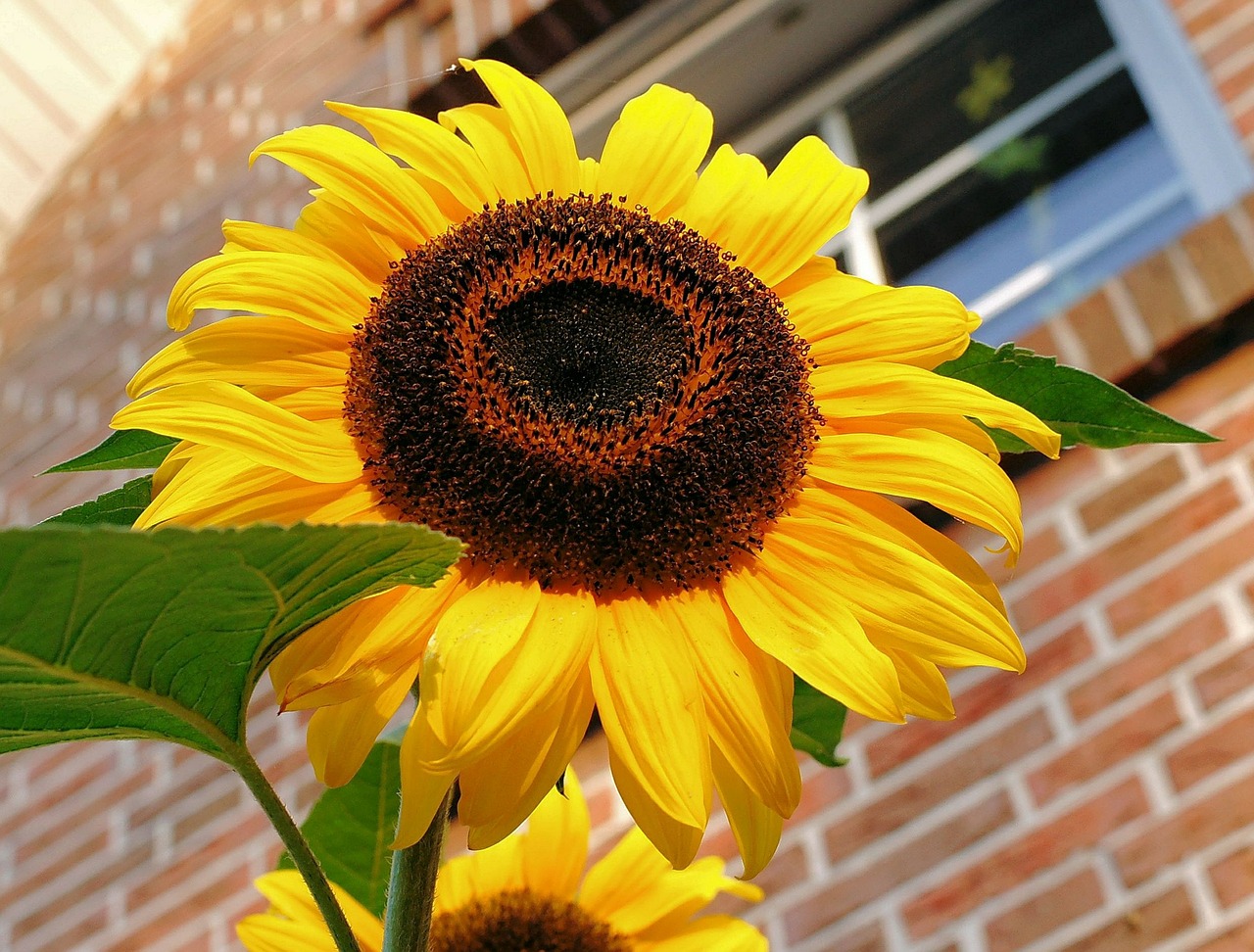 sun flower blossom bloom free photo