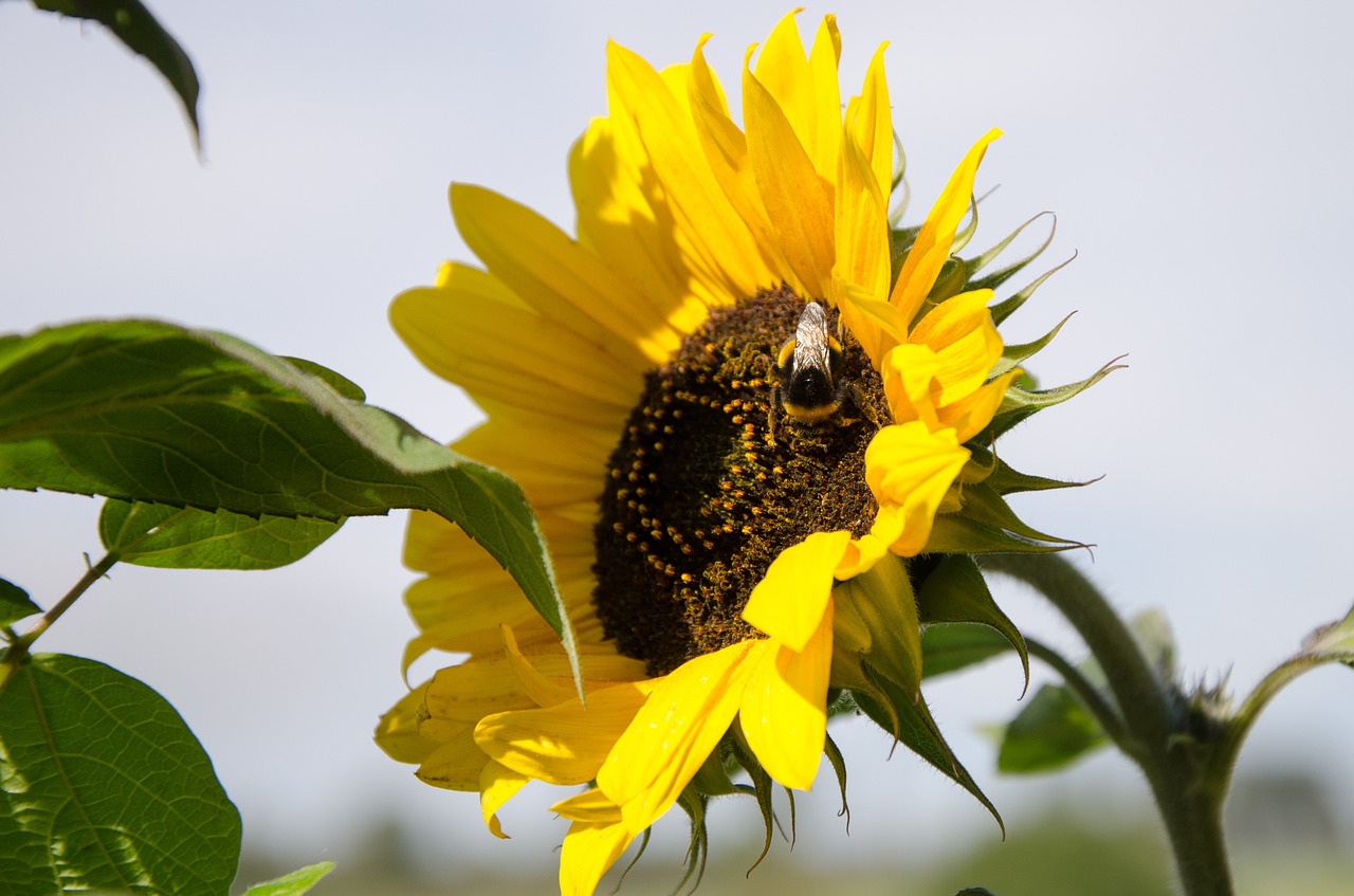 sun flower nature flower free photo