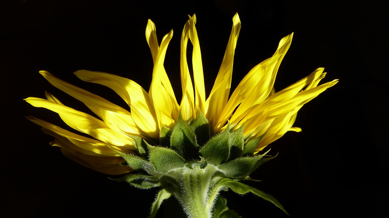 sun flower yellow flower free photo