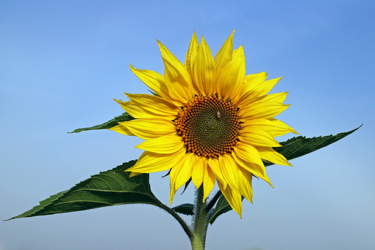 sun flower flower yellow free photo